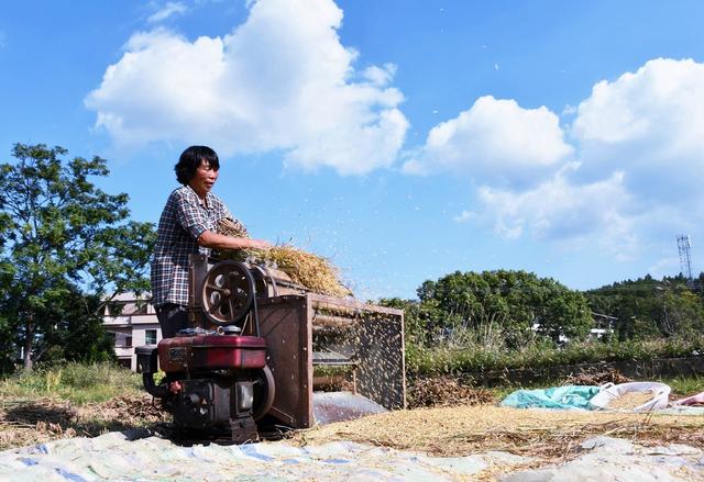 霜降到   农事忙