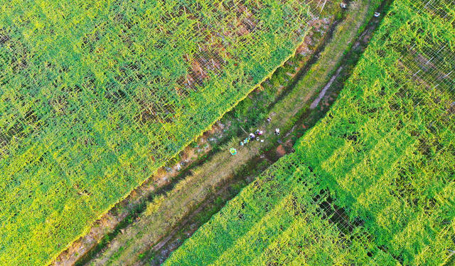 农村  产业   八月瓜