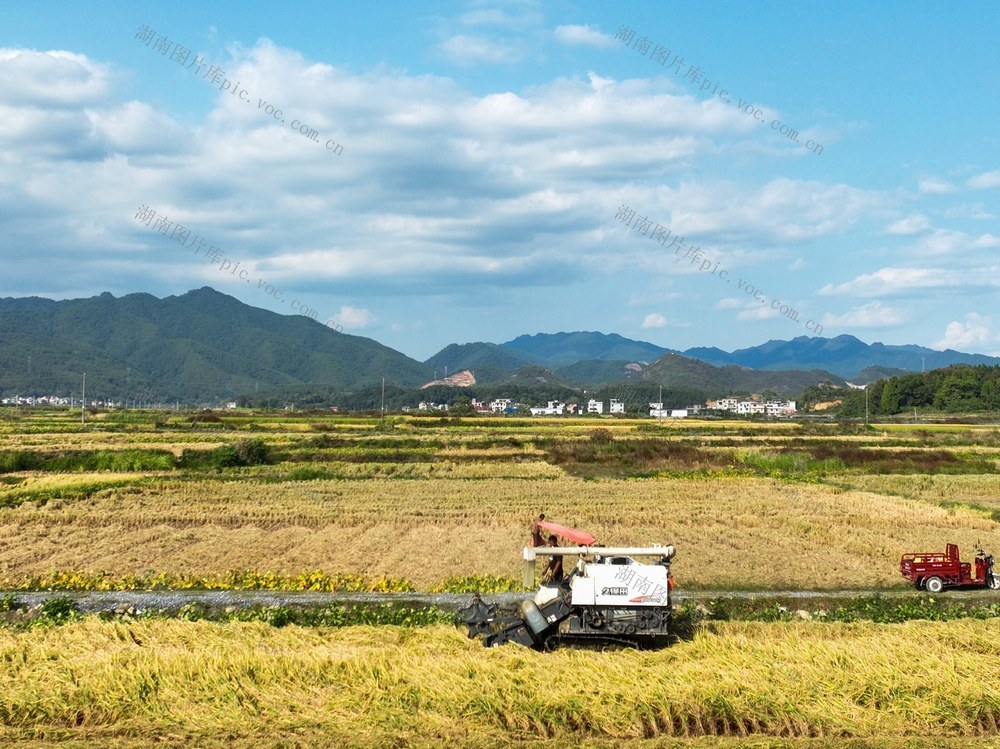 晚稻
霜降
金秋
农业
农村