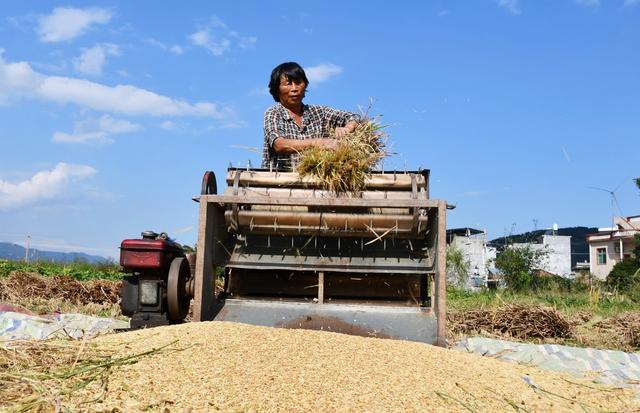霜降到   农事忙