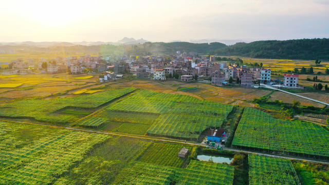 农村  产业   八月瓜