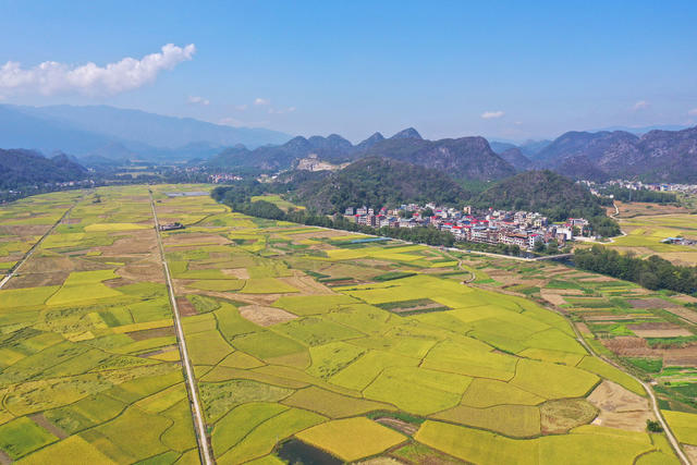 金秋 稻田 风光