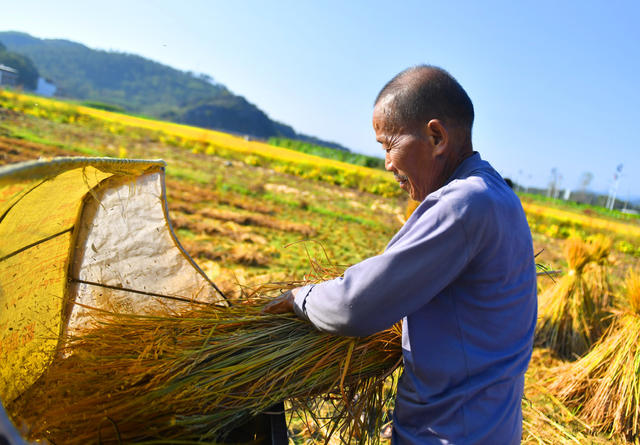 金秋时节 农民 收割 晚稻
