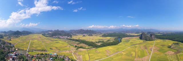 金秋 稻田 风光