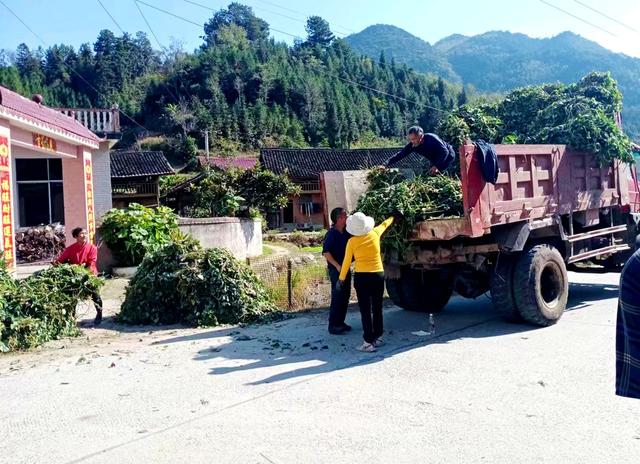 薯藤 收购  香脆