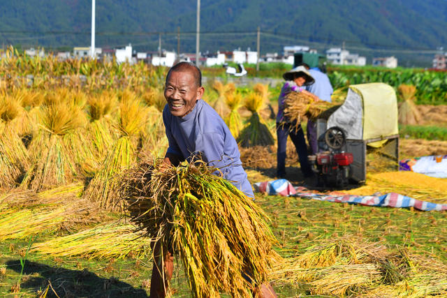金秋时节 农民 收割 晚稻