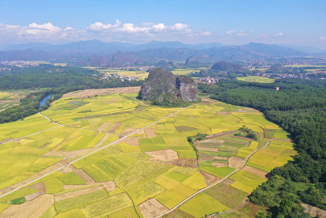 金秋 稻田 风光