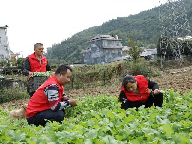 油菜移栽抢农时      
 党员干部来帮忙