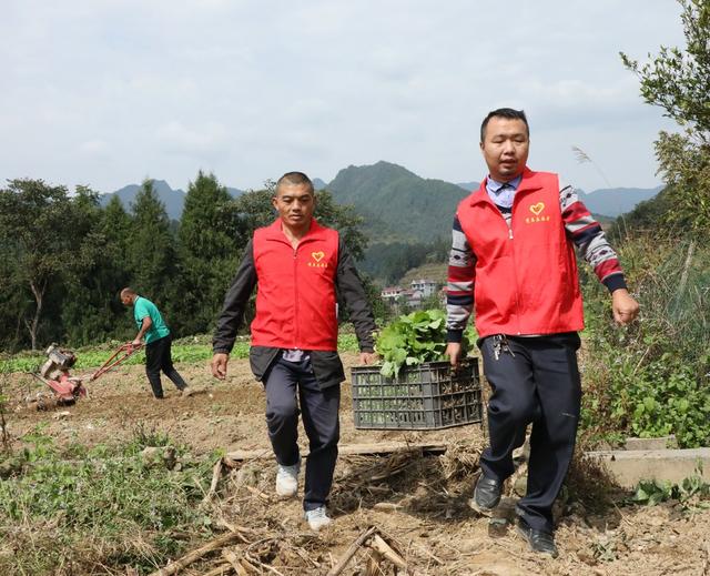油菜移栽抢农时      
 党员干部来帮忙