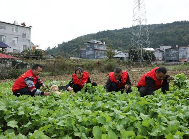 油菜移栽抢农时      
 党员干部来帮忙