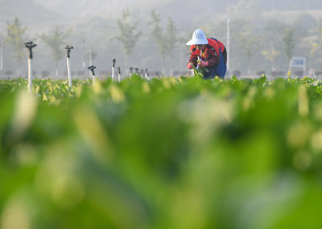 蔬菜 农业 采收 供港 大湾区 道县
