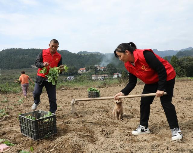 油菜移栽抢农时      
 党员干部来帮忙