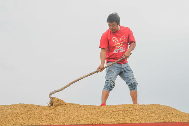 农业
晚稻
机械
收稻
田园
