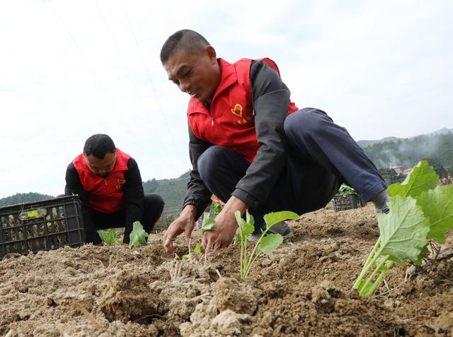 油菜移栽抢农时      
 党员干部来帮忙