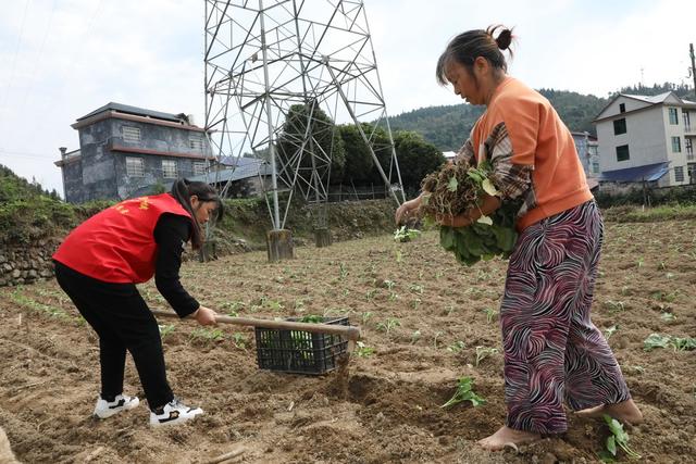 油菜移栽抢农时      
 党员干部来帮忙