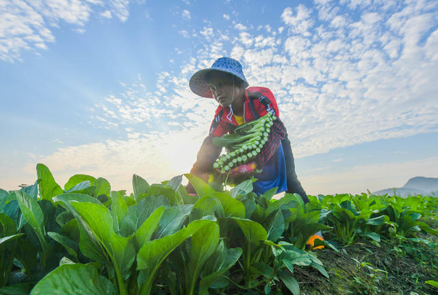 蔬菜 农业 采收 供港 大湾区 道县