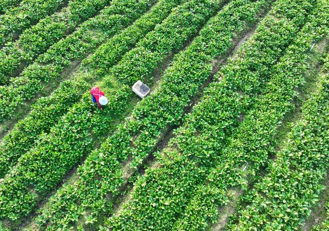 蔬菜 农业 采收 供港 大湾区 道县