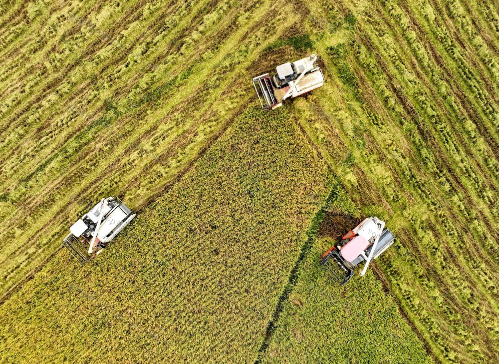 农业
晚稻
机械
收稻
田园
