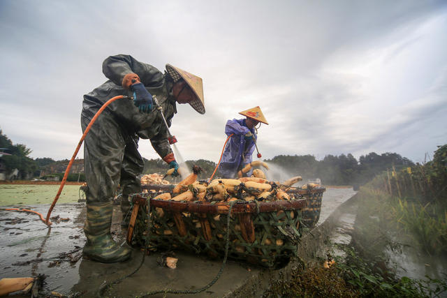 金秋 莲藕 采挖 增收