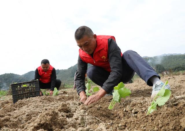油菜移栽抢农时      
 党员干部来帮忙