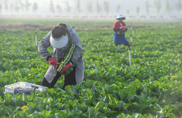 蔬菜 农业 采收 供港 大湾区 道县