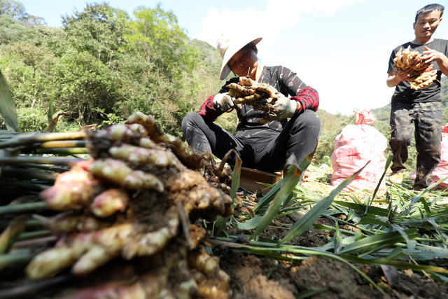 乡村振兴 易地搬迁 脱贫攻坚 特色种植产业 群众增收致富