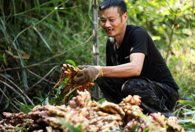 乡村振兴 易地搬迁 脱贫攻坚 特色种植产业 群众增收致富