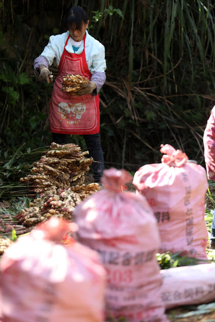 乡村振兴 易地搬迁 脱贫攻坚 特色种植产业 群众增收致富