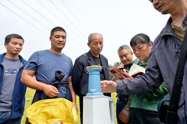 再生稻  油菜  丰收  稻再油