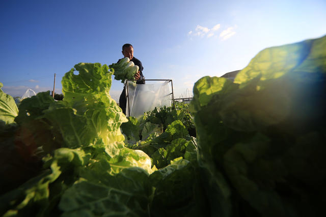 湖南 湘西 龙山 菜农 蔬菜 种植 区域优势 新鲜 销售 增收