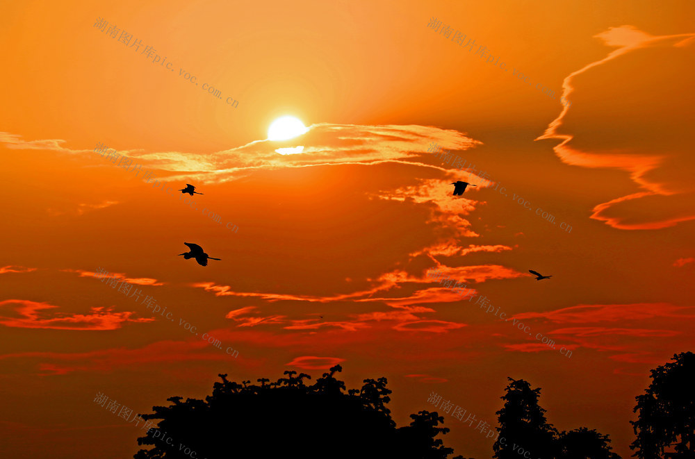 2023年10月28日傍晚时分，千年鸟道上的湖南省桂东县沤江镇寒口村鸟岭，一群候鸟正从树梢飞过，飞往南方。