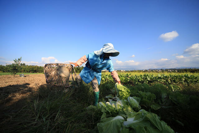 湖南 湘西 龙山 菜农 蔬菜 种植 区域优势 新鲜 销售 增收