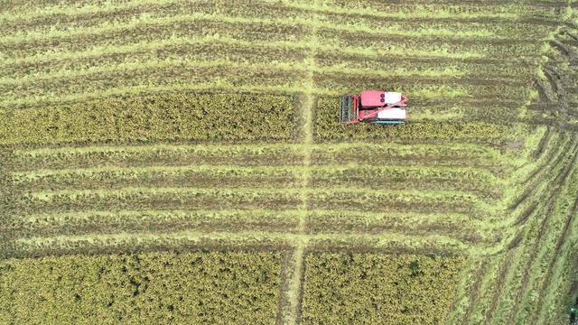 晚稻 丰收 涟源 