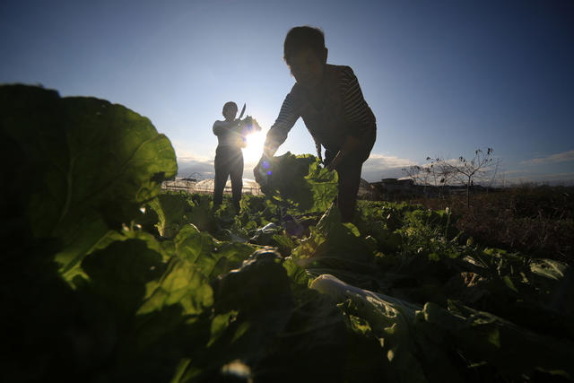 湖南 湘西 龙山 菜农 蔬菜 种植 区域优势 新鲜 销售 增收