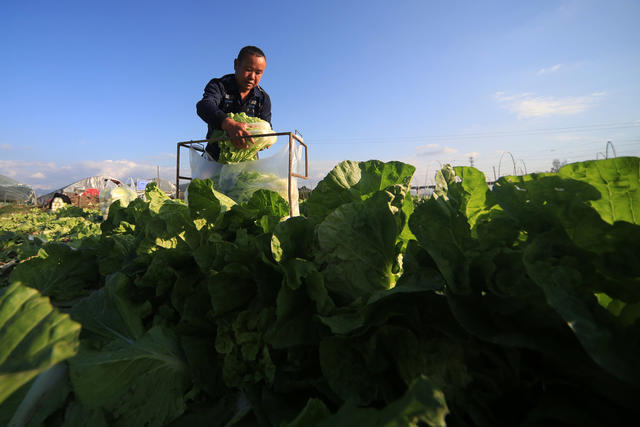 湖南 湘西 龙山 菜农 蔬菜 种植 区域优势 新鲜 销售 增收