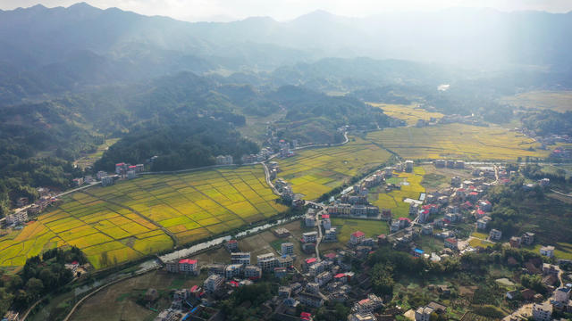 农业 农村 秋收 丰收 金秋 立冬 晚稻 美丽乡村 乡村振兴