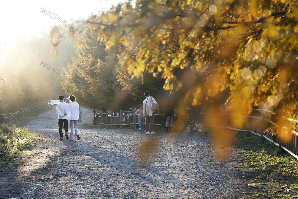 怀化 水杉 金秋 