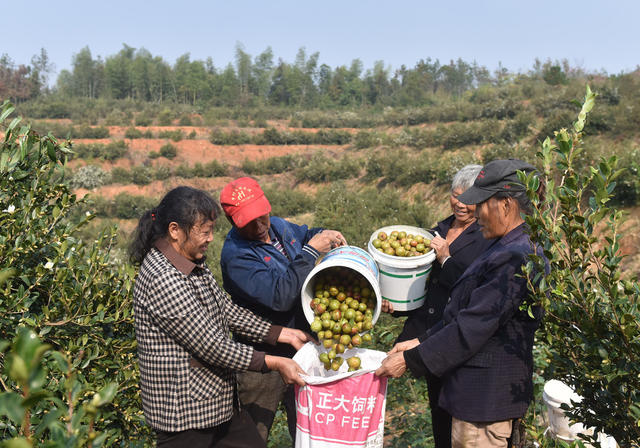 油茶产业  乡村振兴  产业发展  农民增收  经济建设   农民   丰收  合作社 示范基地