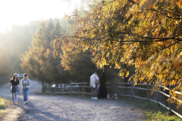怀化 水杉 金秋 