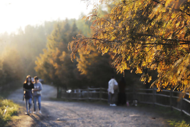 怀化 水杉 金秋 