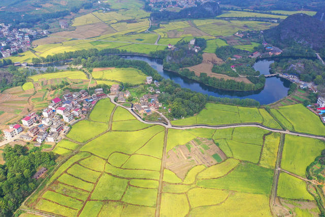 晚稻 乡村 美景