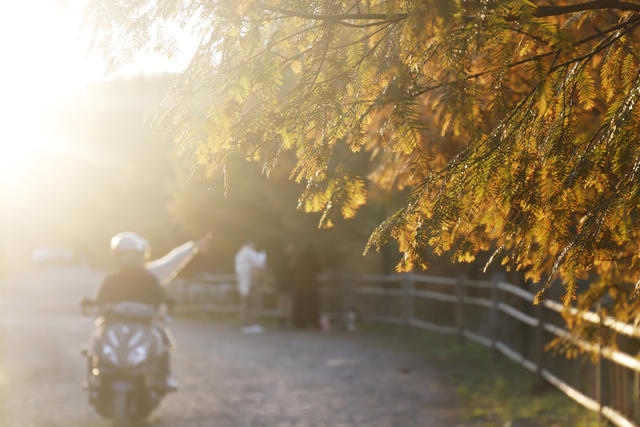 怀化 水杉 金秋 