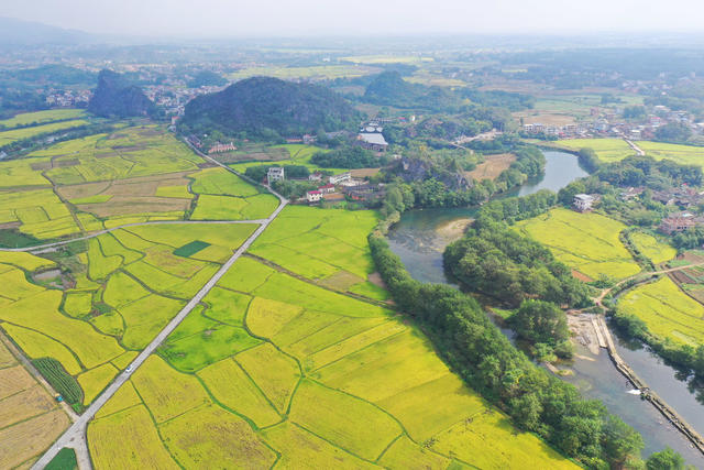 晚稻 乡村 美景