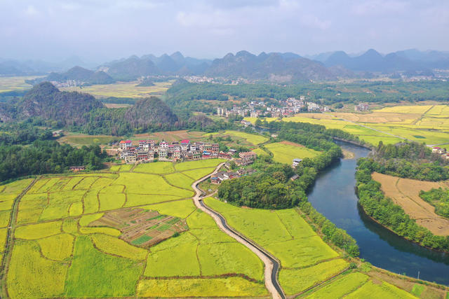 晚稻 乡村 美景