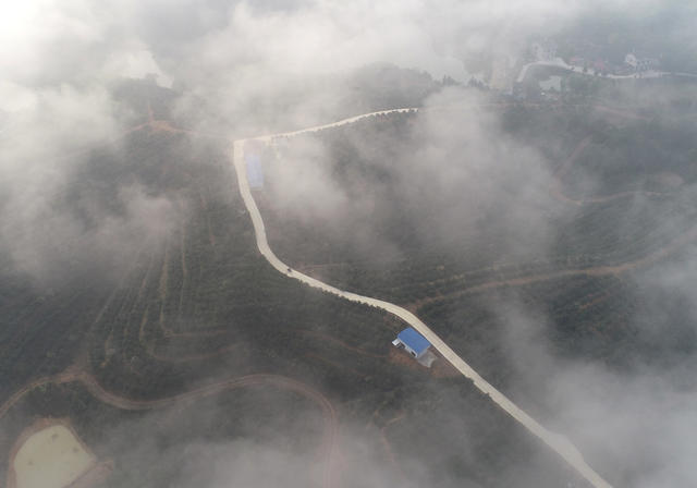 油茶产业  乡村振兴  产业发展  农民增收  经济建设   农民   丰收  合作社 示范基地