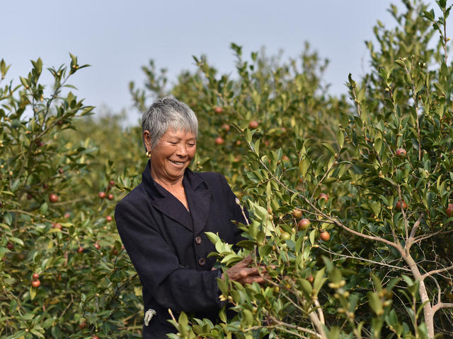 油茶产业  乡村振兴  产业发展  农民增收  经济建设   农民   丰收  合作社 示范基地