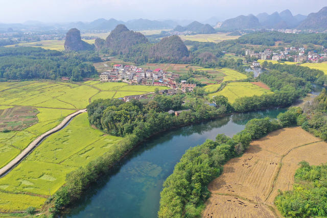 晚稻 乡村 美景