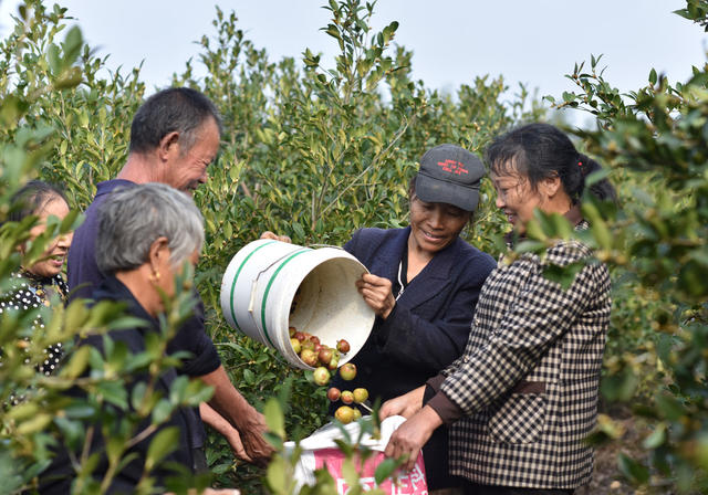 油茶产业  乡村振兴  产业发展  农民增收  经济建设   农民   丰收  合作社 示范基地