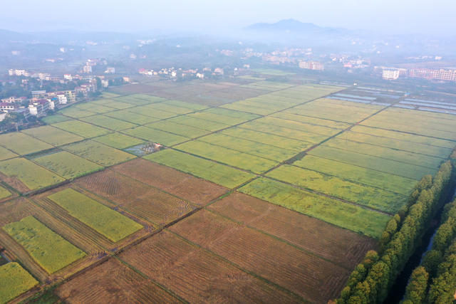 金秋  田园  风光  水稻  丰收  风景   画卷