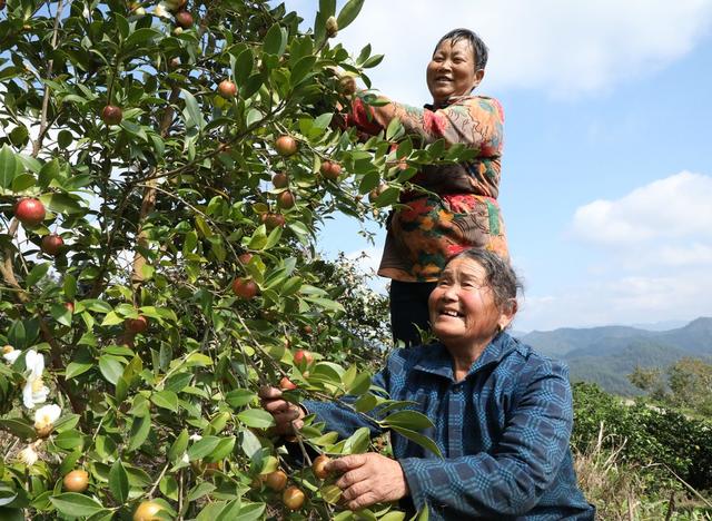  金秋油茶果喜获丰收
